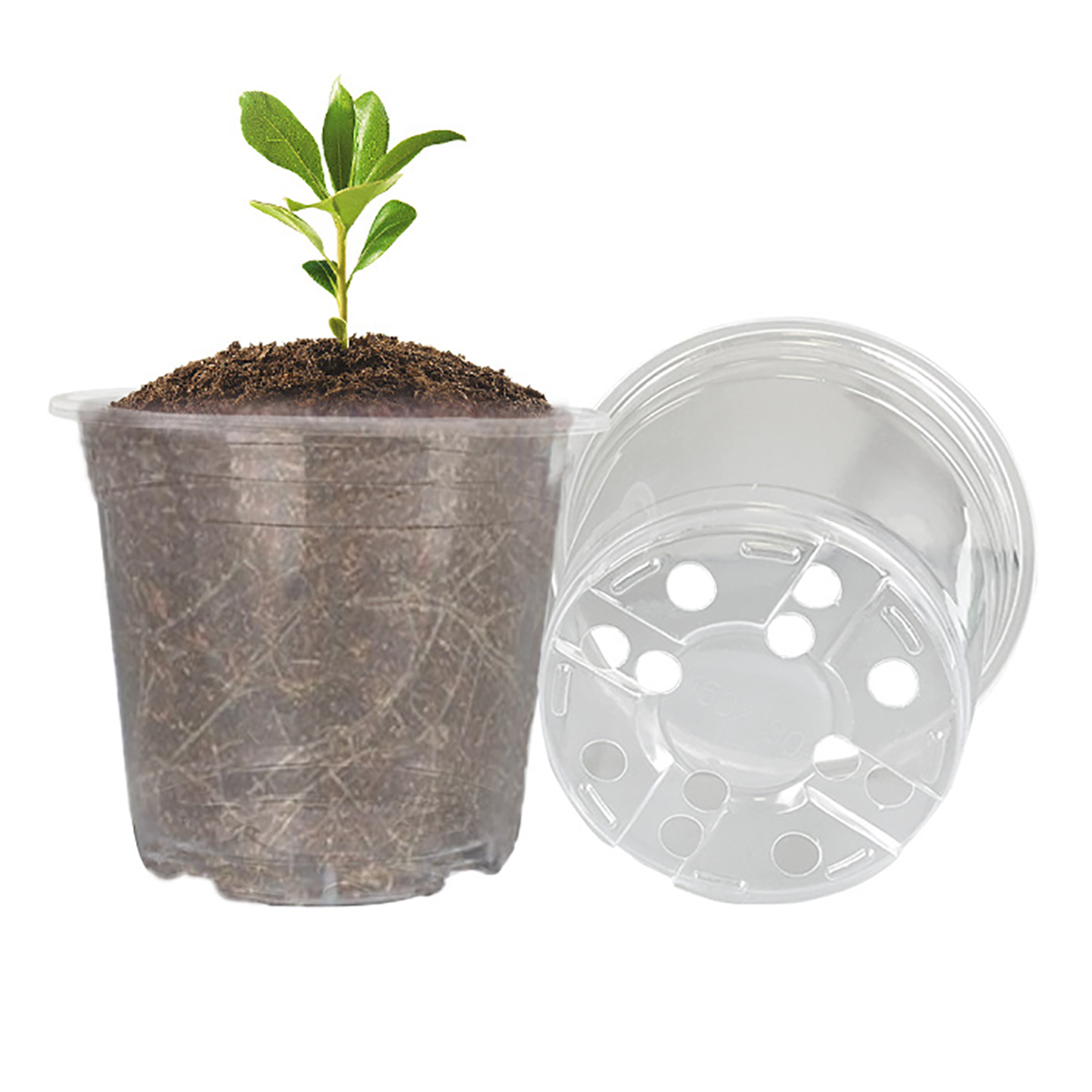 5 pçs 6/7.6/10/13/15cm claro p - Aloe Vera Pot avaliação e preço